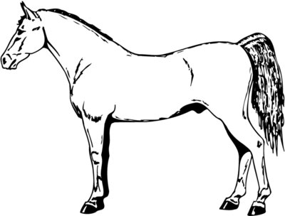 HORSE026