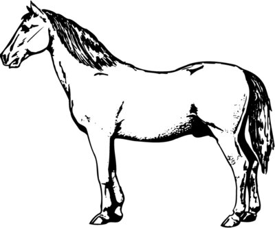 HORSE030