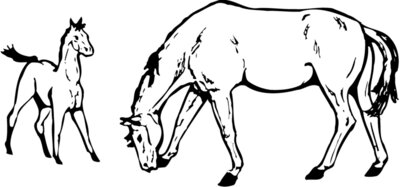 HORSE045