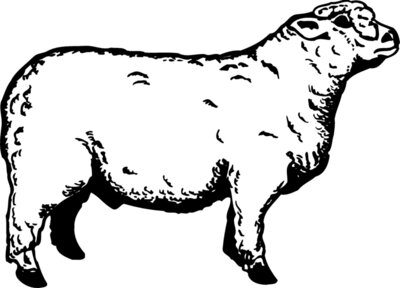 SHEEP011