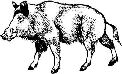 BOAR0001