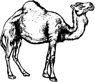 CAMEL004