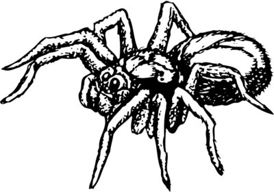 SPIDER04