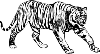 TIGER005