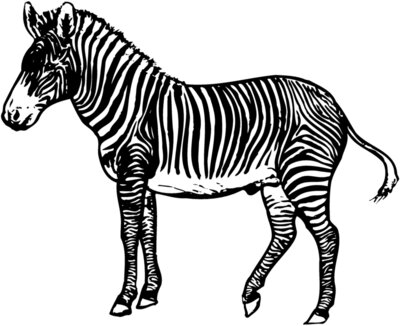 ZEBRA003