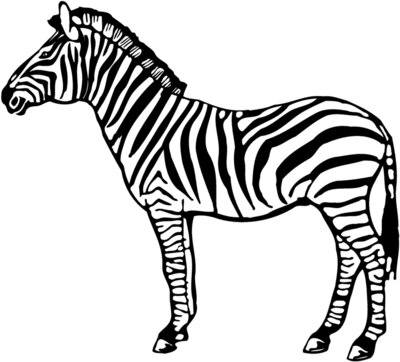 ZEBRA004